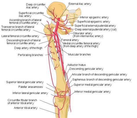 Pin on Arteries