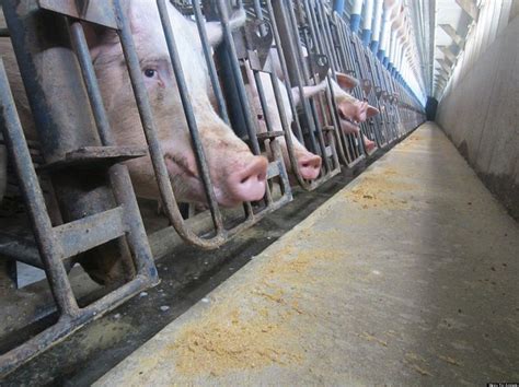 Why Everyone Should Be Angry About Factory Farming | HuffPost