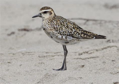 Pacific Golden-Plover | San Diego Bird Spot