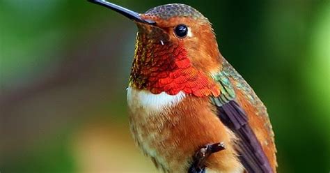 Birds of the World: Allen's hummingbird