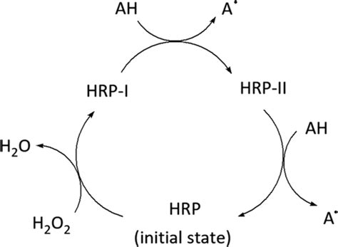 The horseradish smile: Demonstrating characteristic reactions of peroxidase in a visually ...