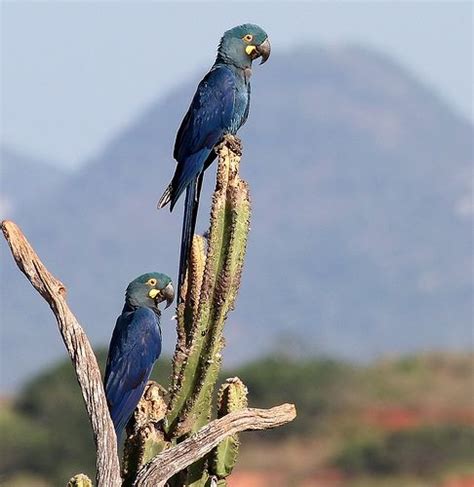 Lear's Macaw (Anodorhynchus leari) Earth Summit, Tiki Tiki, Parrot Bird, Macaw, Avian ...