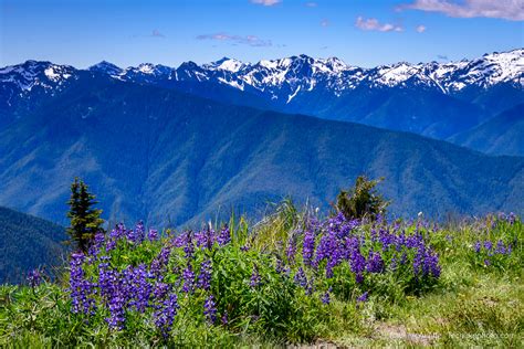 View From Hurricane Ridge - Michael McAuliffe Photography