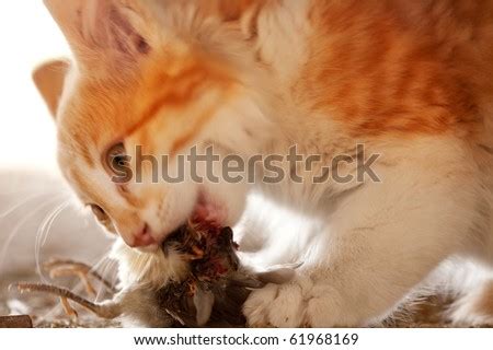 Cat Eat Bird Stock Photos, Images, & Pictures | Shutterstock