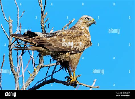 An long-legged buzzard (Buteo rufinus), Israel, Middle East, Middle East, Asia Stock Photo - Alamy