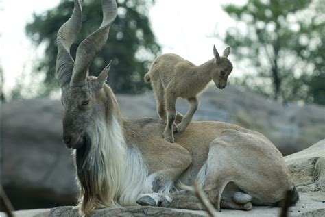 Community Based Conservation of Markhor in the Tribal Areas of Gilgit-Baltistan, Pakistan - IUCN SOS