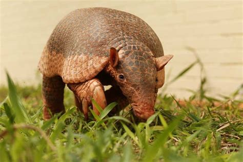 10 animais típicos do Cerrado - Página 3 de 9 - Aquele Mato