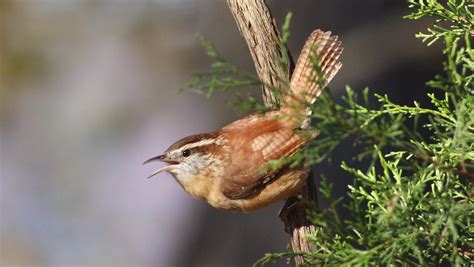 I and the Bird: What is a Nuthatch? – 10,000 Birds