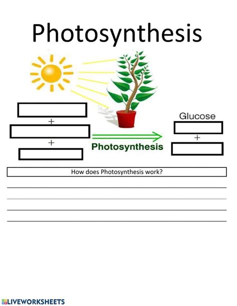 Photosynthesis Worksheet