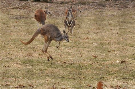 Red Kangaroo - Binder Park Zoo