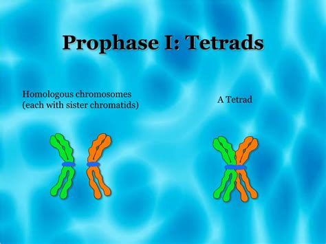 PPT - Meiosis PowerPoint Presentation, free download - ID:1824618