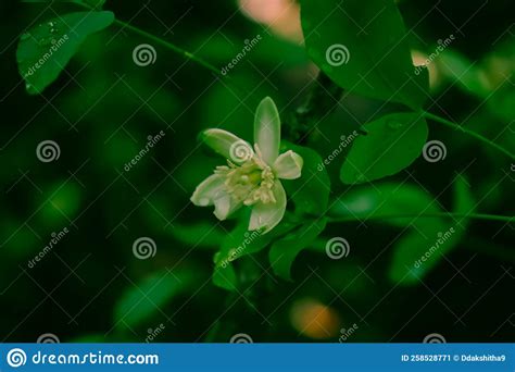 Beli Flower and Green Leaf with Cool Background Stock Image - Image of wildflower, cool: 258528771