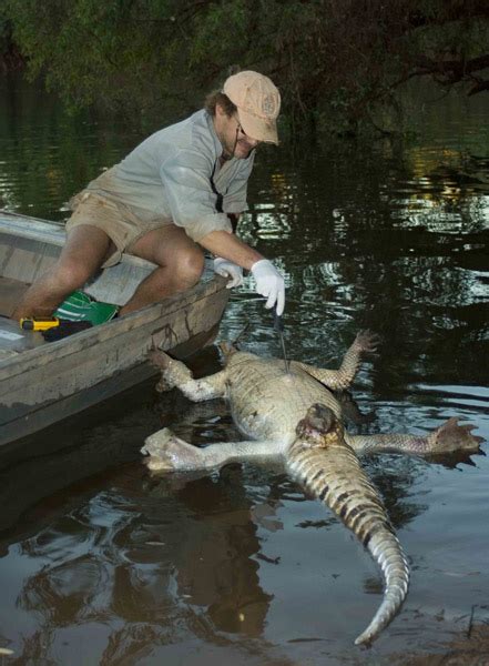 The impact of cane-toads on the trophic cascades of freshwater ...