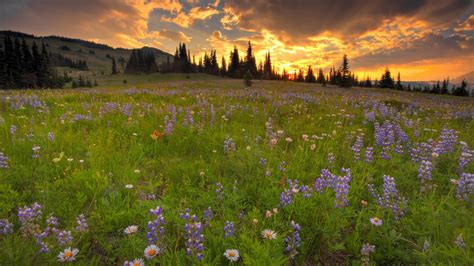 Wild Flowers In Meadow Wallpapers - Wallpaper Cave