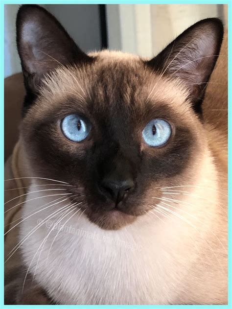 These blue Eyes | Cat breeds siamese, Siamese cats facts, Siamese cats funny