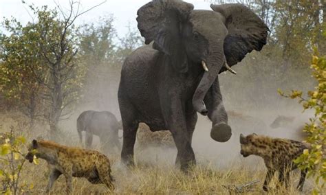 Elephant Vs pack of Hyenas to protect its injured calf - (8 Pics) This is the incredible moment ...