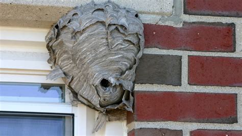 Hornet Nest Removal How To Get Rid Of Hornets Safely And Easily - Photos