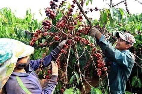 Vietnam coffee exports plummet as robusta prices fall