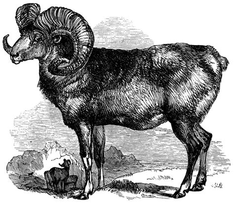 Argali | ClipArt ETC