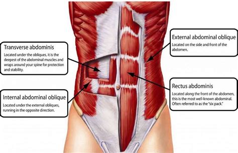 Abdominal Oblique Muscles: Functional Anatomy Guide • Bodybuilding Wizard