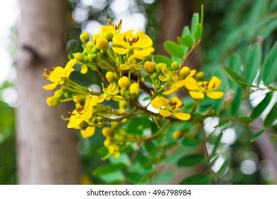 1,105 Cassia Siamea Images, Stock Photos & Vectors | Shutterstock