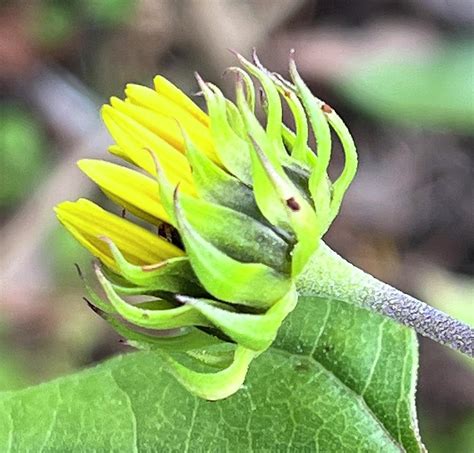 Sunflower blooming Photograph by Terry Linkemer - Fine Art America