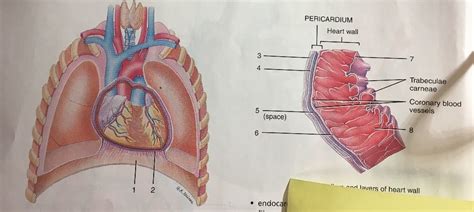 Fibrous Pericardium Diaphragm