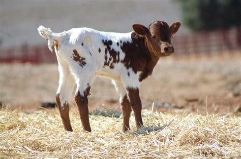 Cute Brown and White Calf Standing on Dry Grass