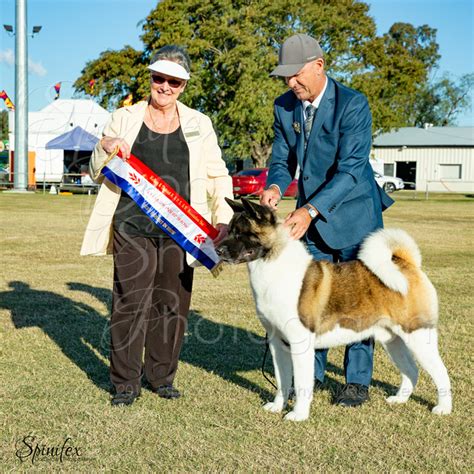 Spinifex Dog Show Photography | Kalbar Show Society June 2023