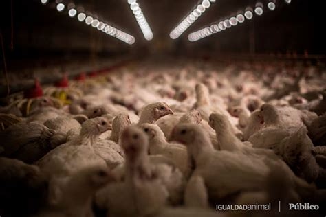 Investigation: Chickens Suffer on Spanish Factory Farm