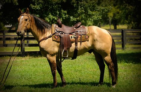 Buckskin Horse - American Buckskin horse. | Horses, Buckskin horse, Dun horse - Lets see pix of ...