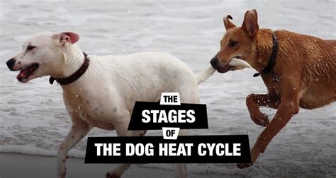 Understanding The Dog Heat Cycle Stages & Signs | Dog in heat, Dog heat ...