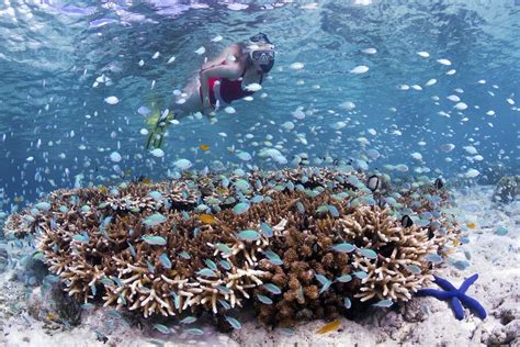 Wakatobi Dive Resort, Wakatobi, Indonesia - Bluewater Dive Travel