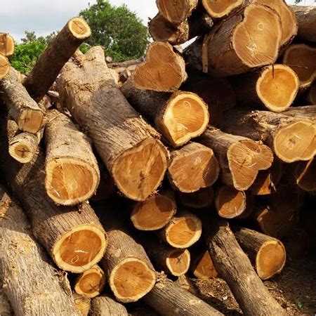 Forestry Teak Wood at Best Price in Gandhidham, Gujarat | Real Wood