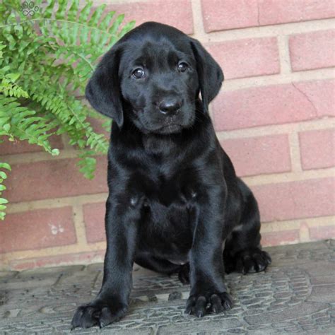 Black Labrador Puppies For Sale • Adopt Your Puppy Today • Infinity Pups