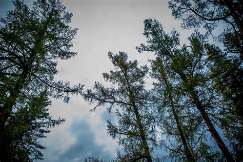 Forest Sky Picture And HD Photos | Free Download On Lovepik