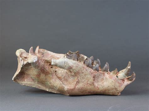 Rare Hyaenodon horridus Skull - 11 inches – Fossil Realm