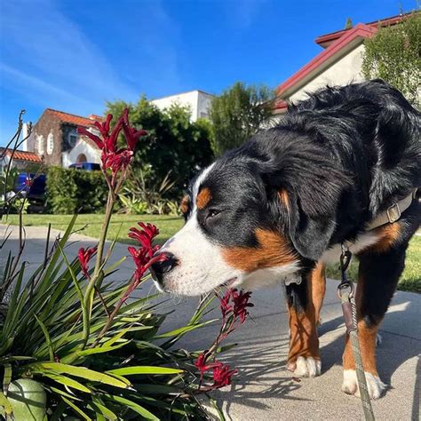 A Guide On The Australian Shepherd Bernese Mountain Dog Mix