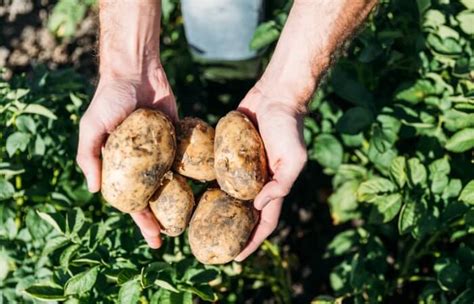 The Best Blight Resistant Potato Varieties To Plant