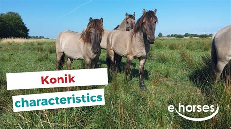 Konik Horse | characteristics, origin & disciplines - YouTube