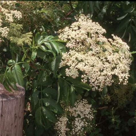 Sambucus canadensis Elderberry - Shop Sugar Creek Gardens