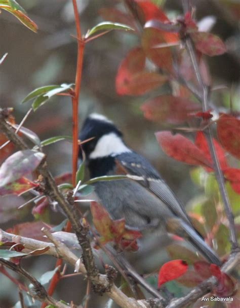 Uttarkhand: Birds of Nainital, Kilbury, Pangot