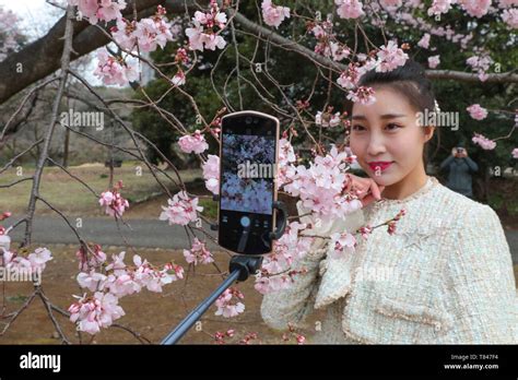 CHERRY BLOSSOM, TOKYO Stock Photo - Alamy