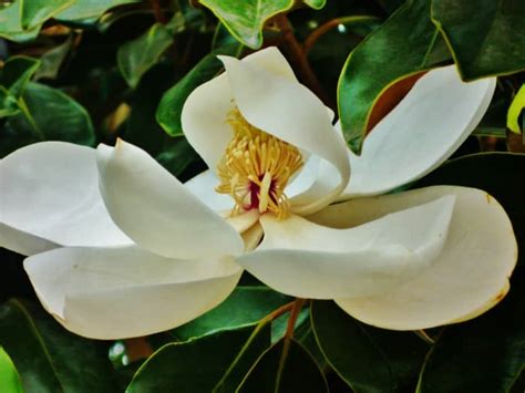 Southern Magnolia Tree Facts in Deep South Landscapes - HubPages