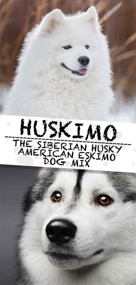 Huskimo Dog - The Siberian Husky and American Eskimo Mix Breed