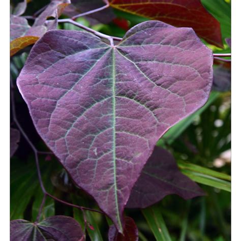 Cercis canadensis 'Forest Pansy' syn. Cercis canadensis 'Purple Leaf', Redbud 'Forest Pansy' in ...