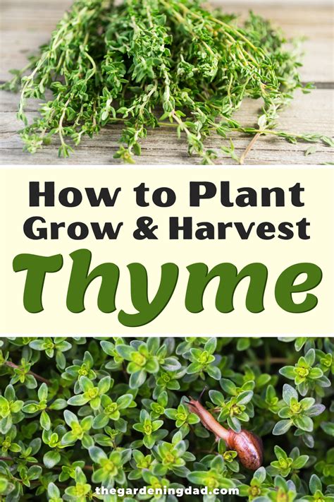 3 Easy Tips How To Grow Thyme From Seed - The Gardening Dad in 2021 | Thyme, Growing, Plants