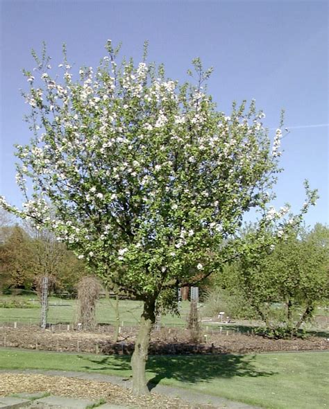 Malus sylvestris | Wild crab, European wild apple - Van den Berk Nurseries