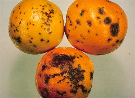 Citrus black spot: declared pest | Agriculture and Food