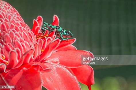 Green Poison Dart Frog Photos and Premium High Res Pictures - Getty Images